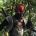 Red Ronin
