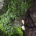 Mountain Monsters day of Wrath Trapper's Initials